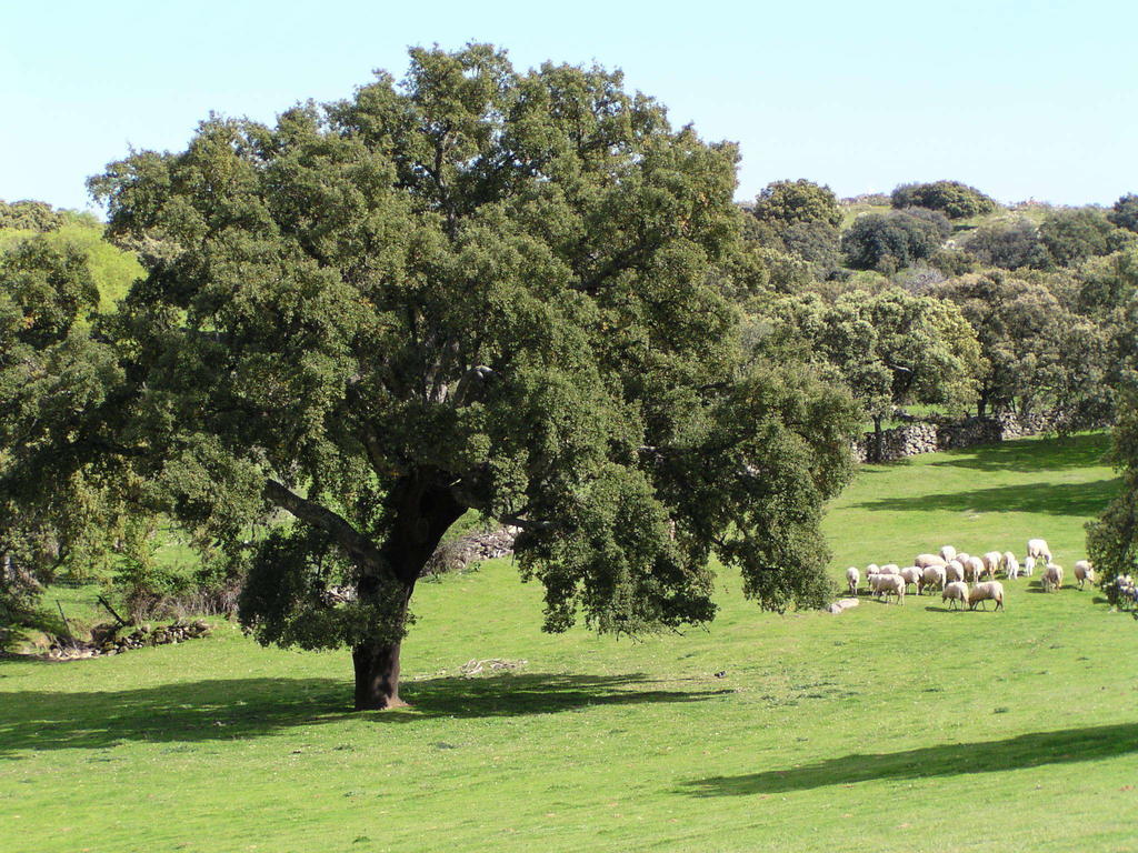 בית הארחה Casas de Belvis 	La Cerca Del Alcornoque מראה חיצוני תמונה