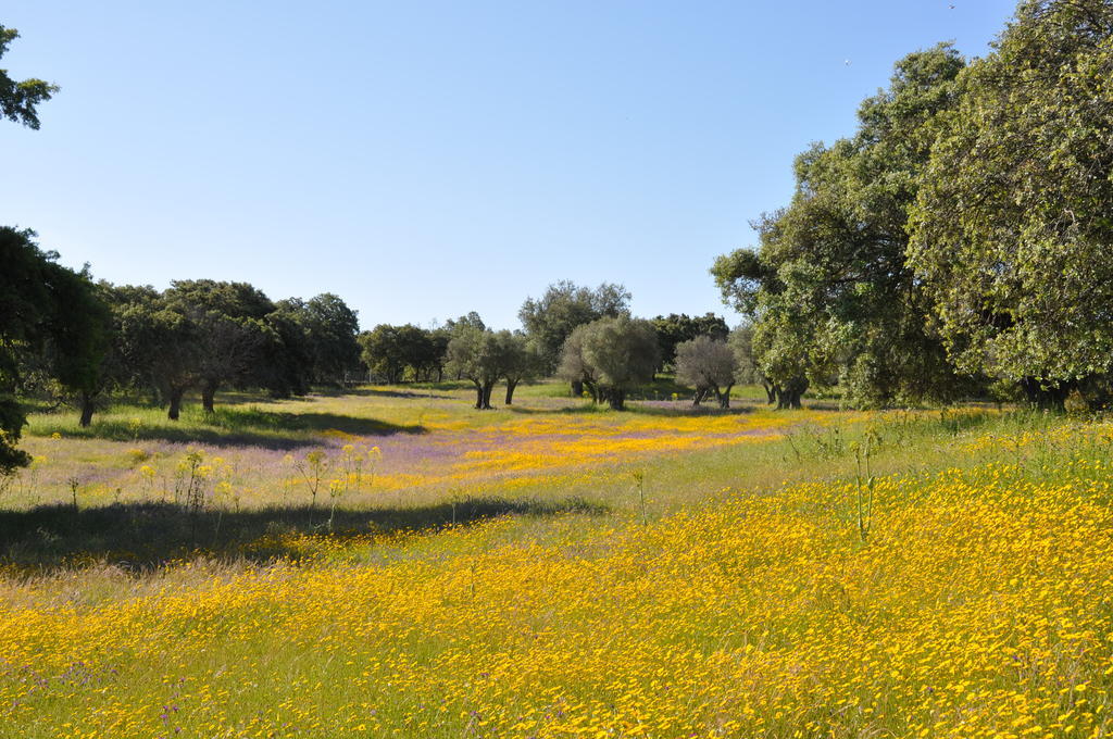 בית הארחה Casas de Belvis 	La Cerca Del Alcornoque מראה חיצוני תמונה