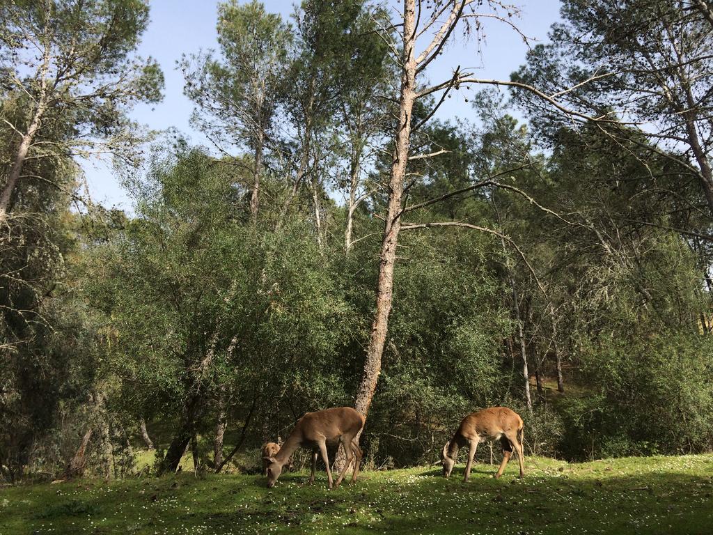 בית הארחה Casas de Belvis 	La Cerca Del Alcornoque מראה חיצוני תמונה